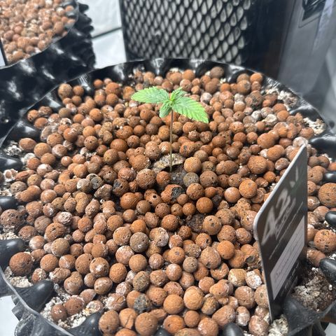 Papayton  growlog timeline photo