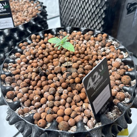 Papayton  growlog timeline photo