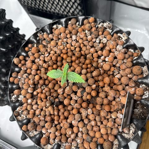 Papayton  growlog timeline photo