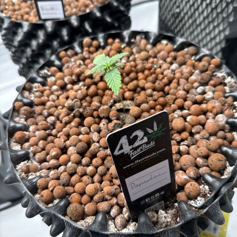 Papayton  growlog timeline photo