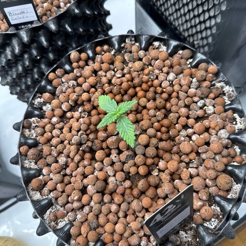 Papayton  growlog timeline photo