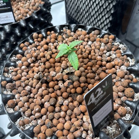 Papayton  growlog timeline photo