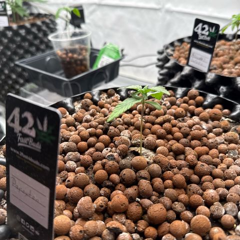 Papayton  growlog timeline photo