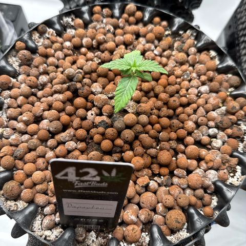 Papayton  growlog timeline photo