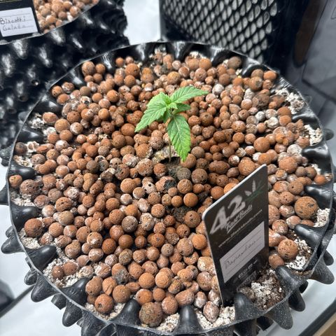Papayton  growlog timeline photo