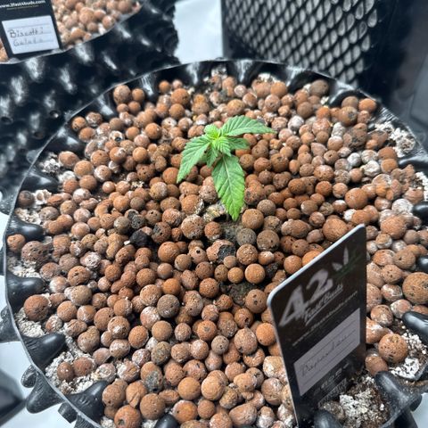Papayton  growlog timeline photo