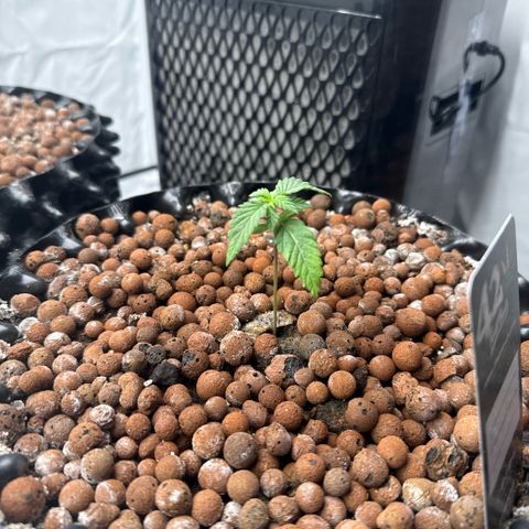 Papayton  growlog timeline photo