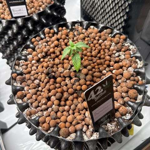 Papayton  growlog timeline photo