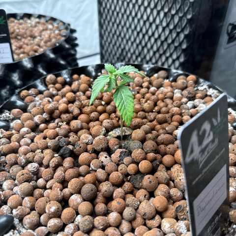 Papayton  growlog timeline photo