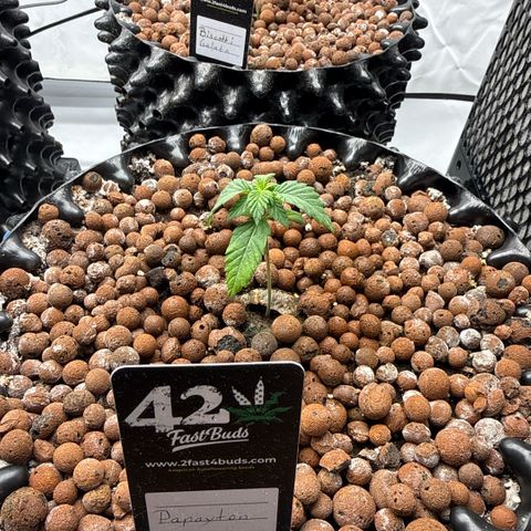 Papayton  growlog timeline photo