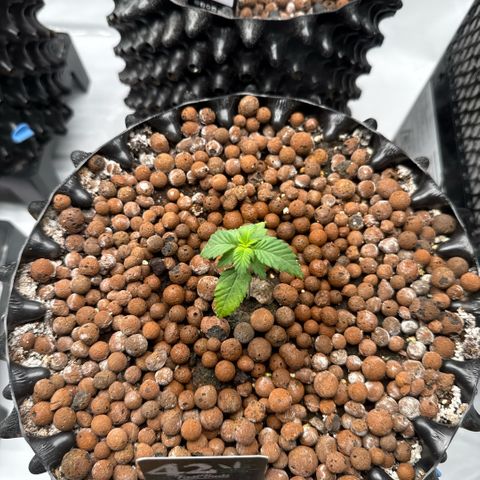 Papayton  growlog timeline photo