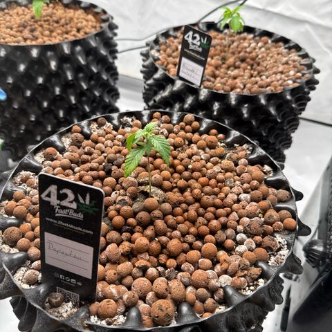 Papayton  growlog timeline photo