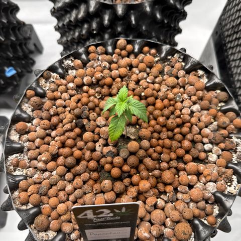 Papayton  growlog timeline photo