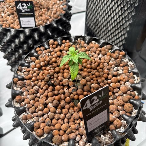 Papayton  growlog timeline photo