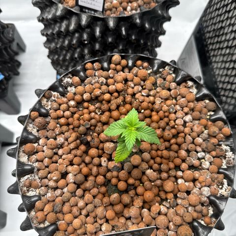 Papayton  growlog timeline photo