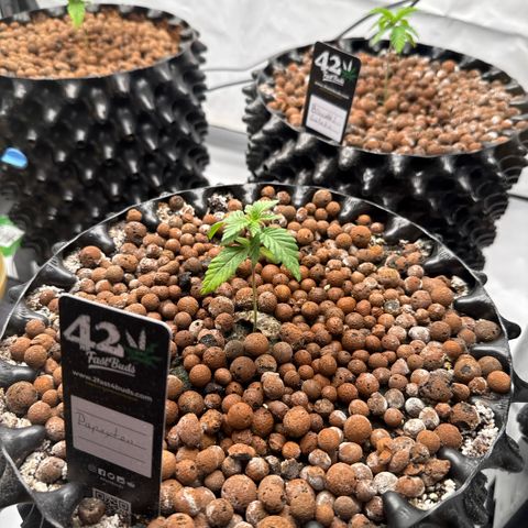 Papayton  growlog timeline photo