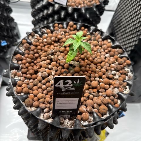 Papayton  growlog timeline photo