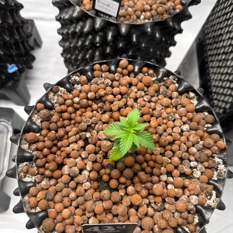 Papayton  growlog timeline photo