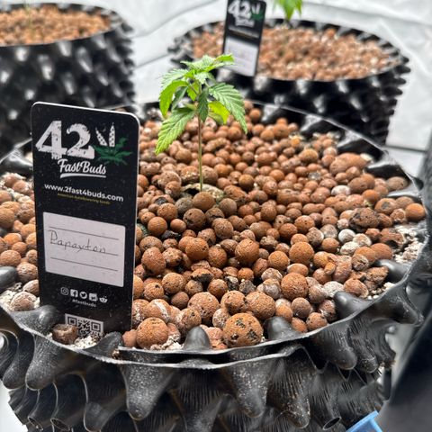 Papayton  growlog timeline photo