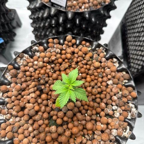 Papayton  growlog timeline photo