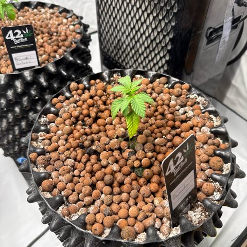 Papayton  growlog timeline photo