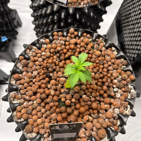 Papayton  growlog timeline photo