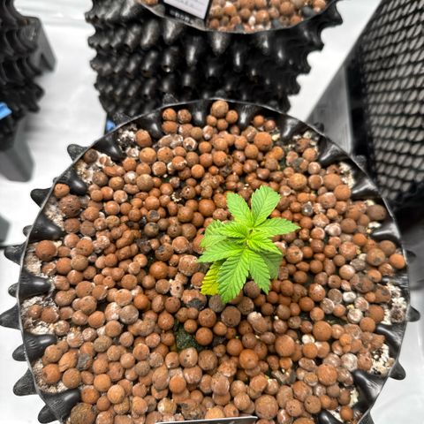 Papayton  growlog timeline photo