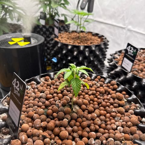 Papayton  growlog timeline photo