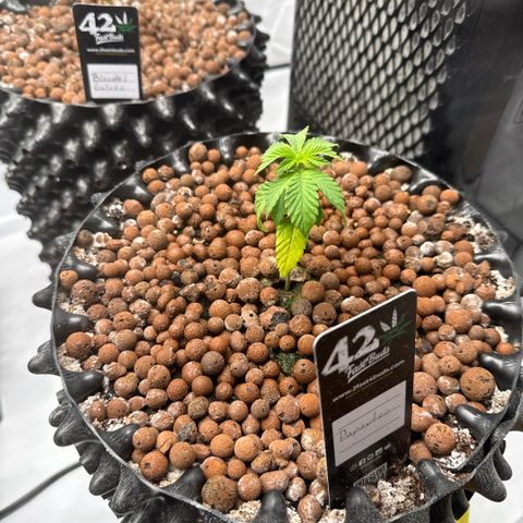 Papayton  growlog timeline photo