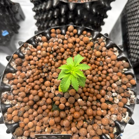 Papayton  growlog timeline photo