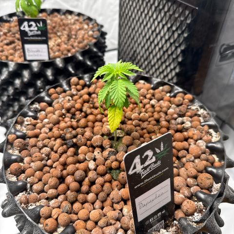 Papayton  growlog timeline photo