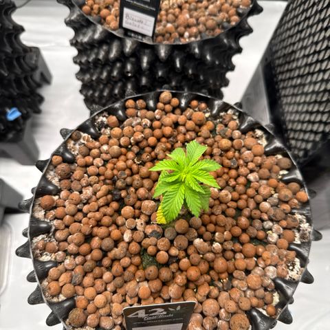 Papayton  growlog timeline photo