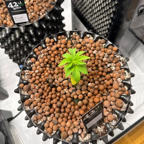Papayton  growlog timeline photo