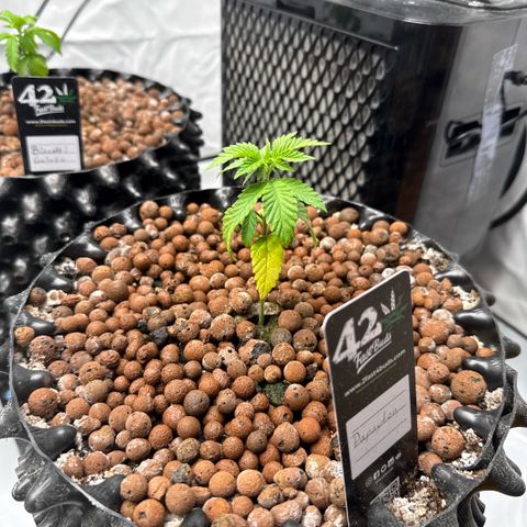 Papayton  growlog timeline photo