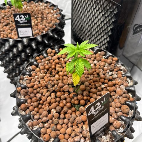 Papayton  growlog timeline photo