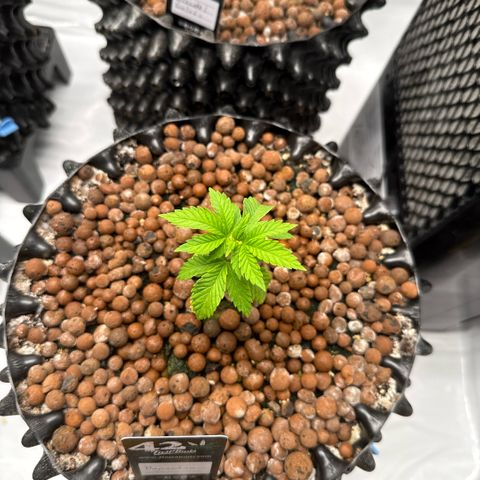 Papayton  growlog timeline photo