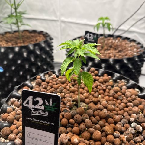 Papayton  growlog timeline photo