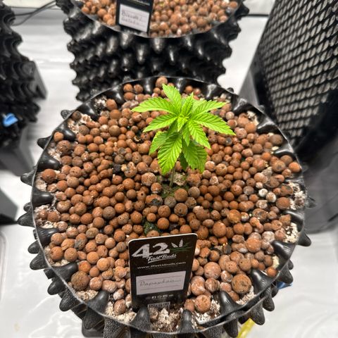 Papayton  growlog timeline photo