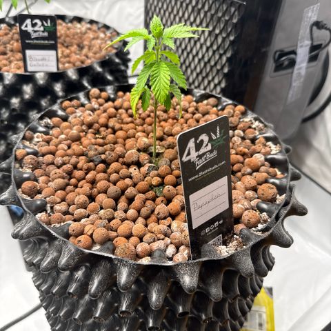 Papayton  growlog timeline photo