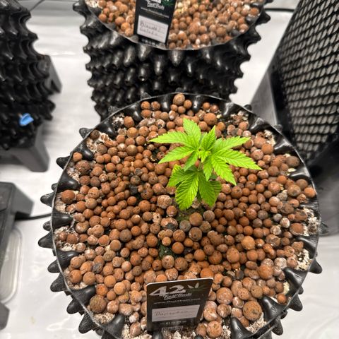 Papayton  growlog timeline photo