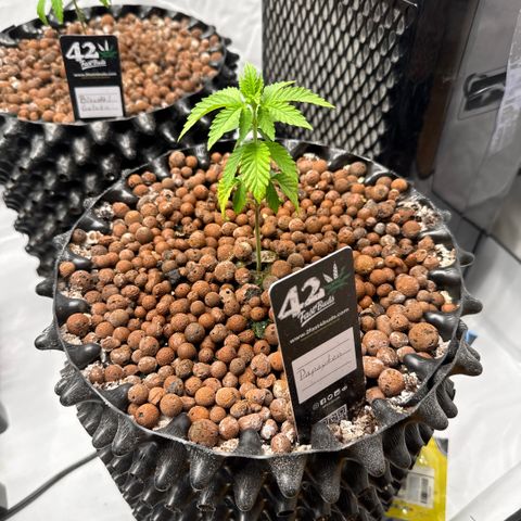 Papayton  growlog timeline photo