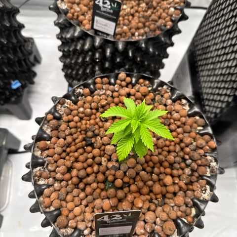 Papayton  growlog timeline photo