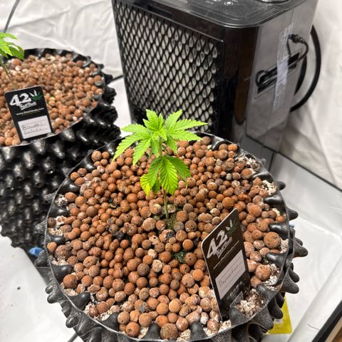 Papayton  growlog timeline photo