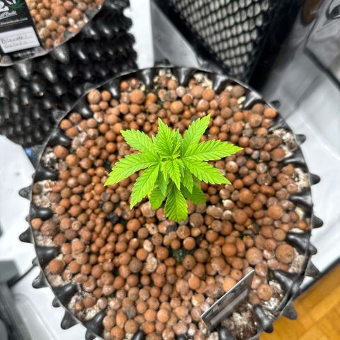 Papayton  growlog timeline photo