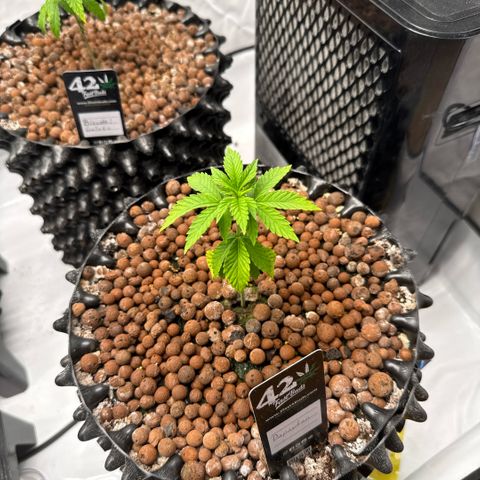 Papayton  growlog timeline photo