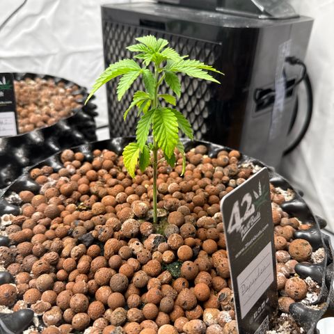 Papayton  growlog timeline photo