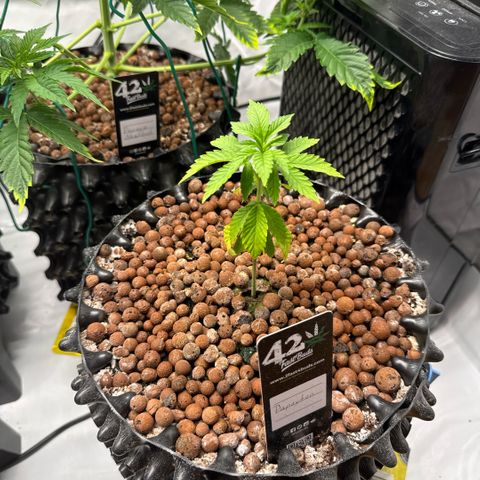 Papayton  growlog timeline photo