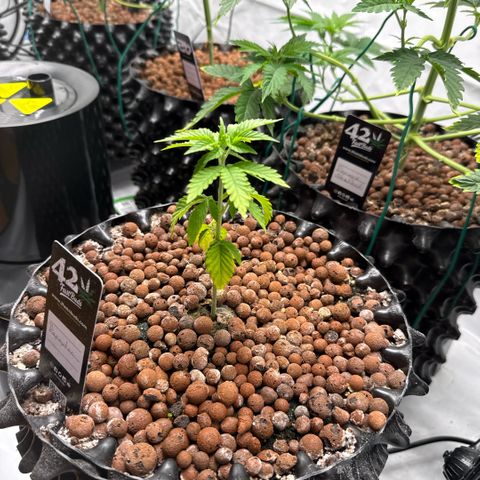 Papayton  growlog timeline photo