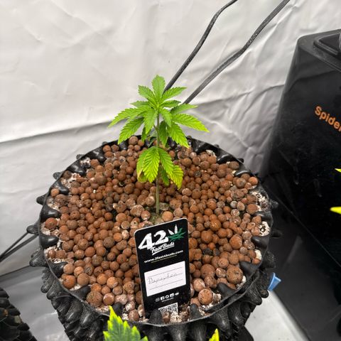 Papayton  growlog timeline photo