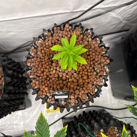 Papayton  growlog timeline photo